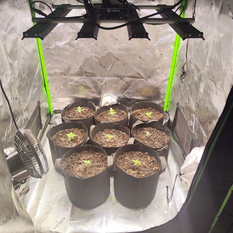 Black Domina growlog timeline photo