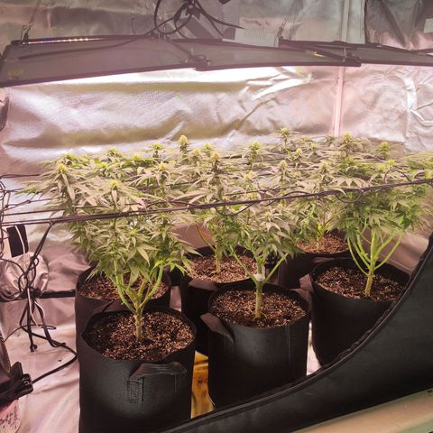 Super Skunk growlog timeline photo