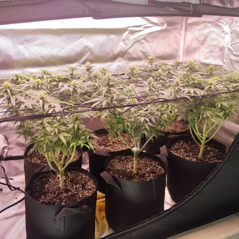 Super Skunk growlog timeline photo