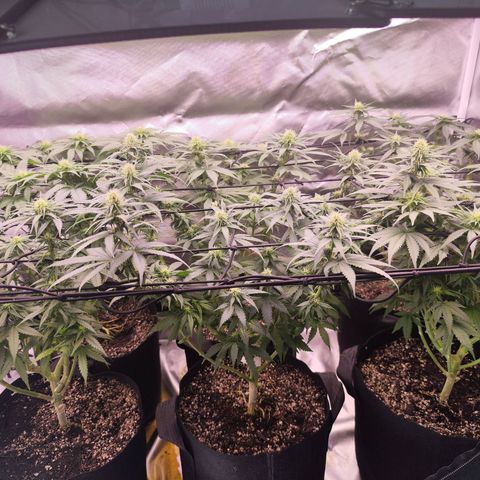 Super Skunk growlog timeline photo
