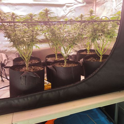 Gelato Kush growlog timeline photo