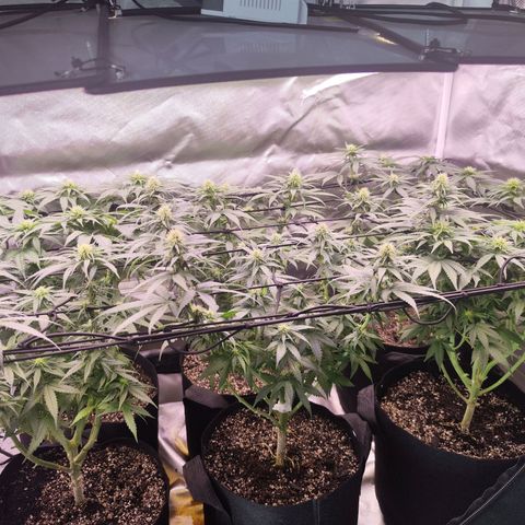 Gelato Kush growlog timeline photo