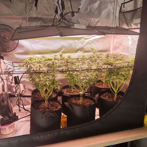 Gelato Kush growlog timeline photo