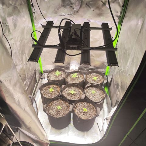 Black Domina growlog timeline photo
