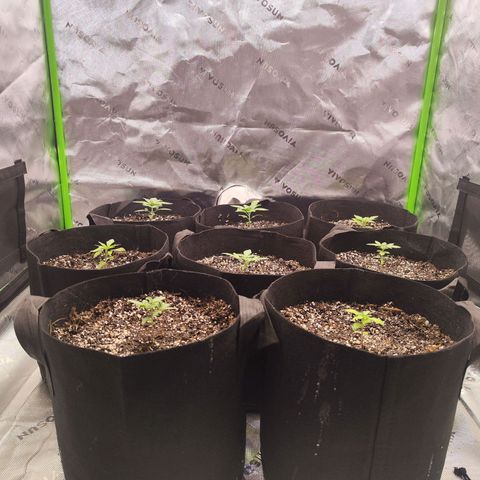 Black Domina growlog timeline photo