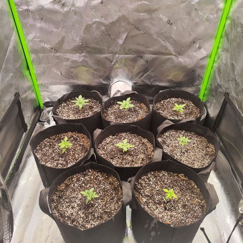 Black Domina growlog timeline photo