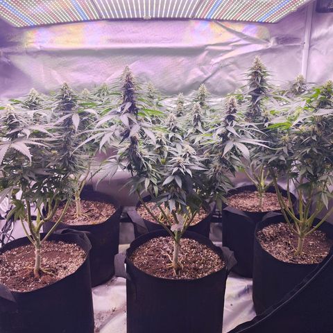 Super Skunk growlog timeline photo