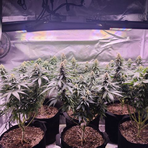 Super Skunk growlog timeline photo