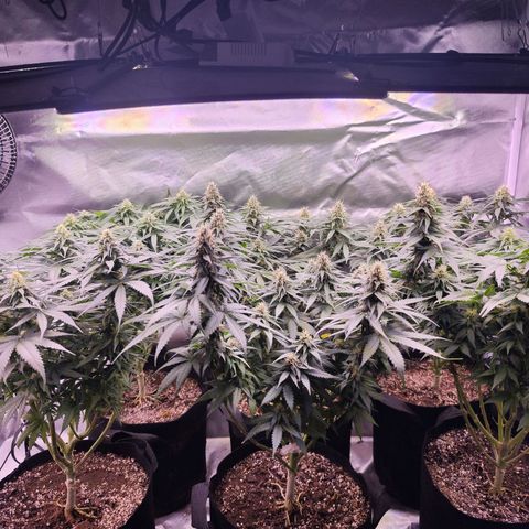 Gelato Kush growlog timeline photo