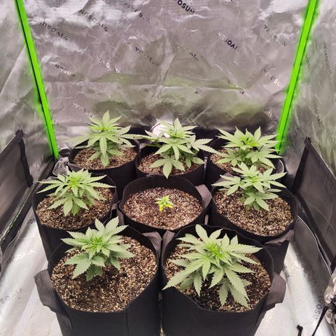 Black Domina growlog timeline photo