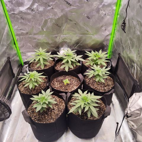 Black Domina growlog timeline photo