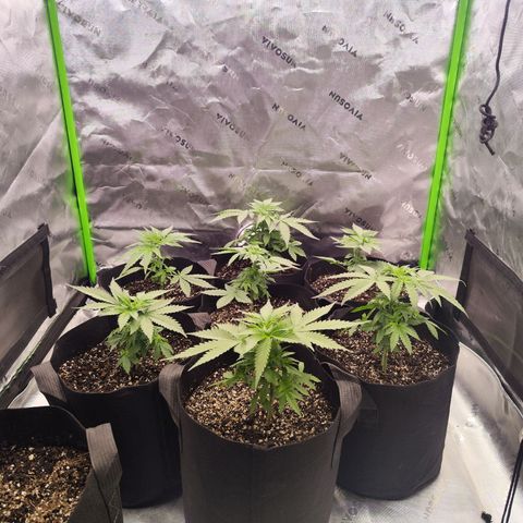 Black Domina growlog timeline photo