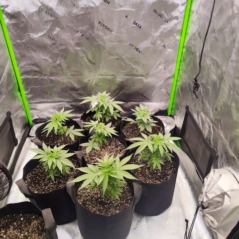 Black Domina growlog timeline photo