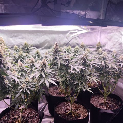 Super Skunk growlog timeline photo