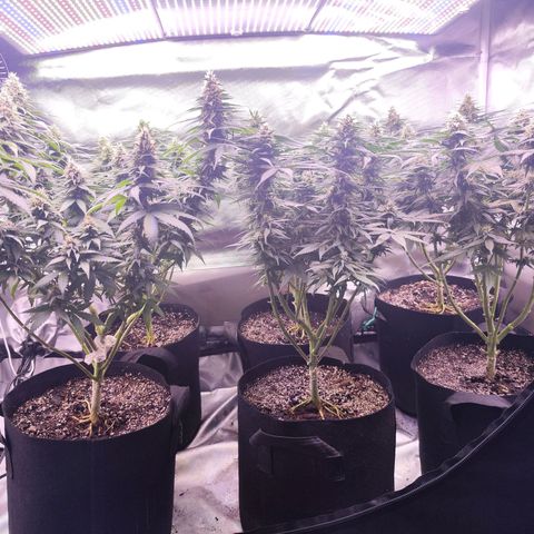 Super Skunk growlog timeline photo