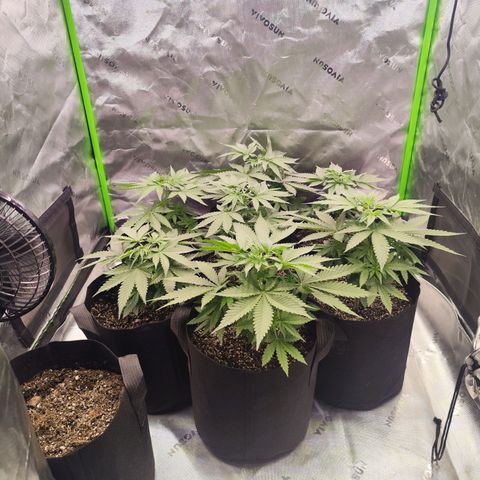 Black Domina growlog timeline photo