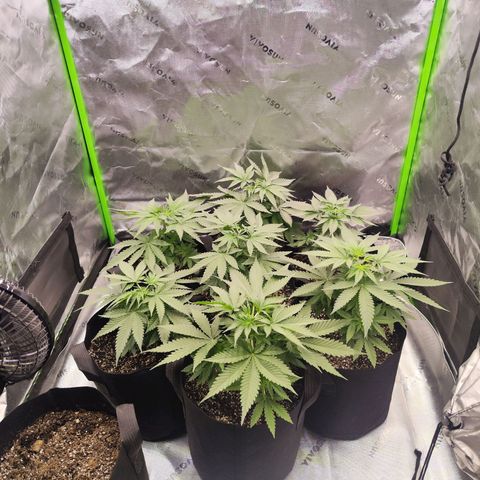 Black Domina growlog timeline photo
