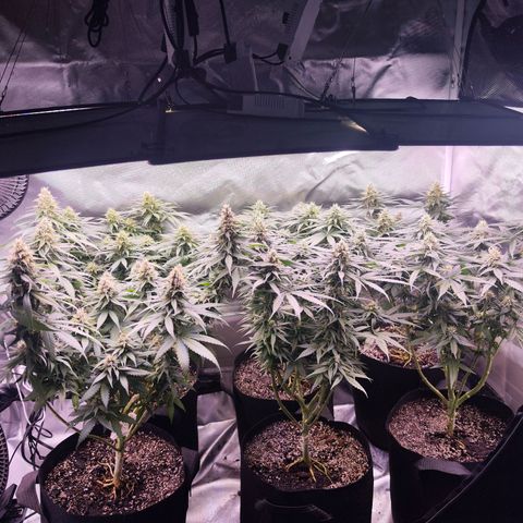 Super Skunk growlog timeline photo