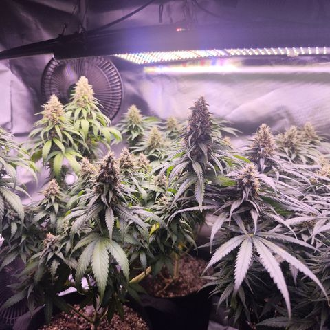 Super Skunk growlog timeline photo