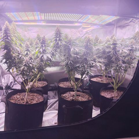 Super Skunk growlog timeline photo