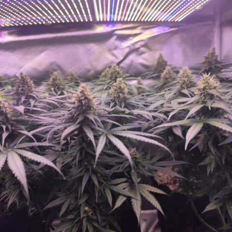 Super Skunk growlog timeline photo