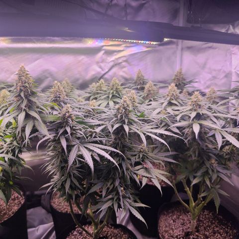 Gelato Kush growlog timeline photo