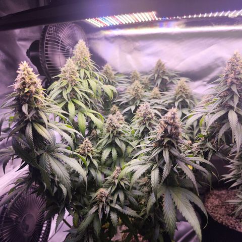 Gelato Kush growlog timeline photo