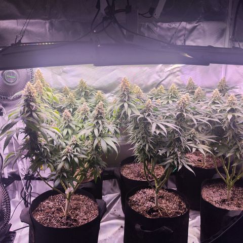 Gelato Kush growlog timeline photo