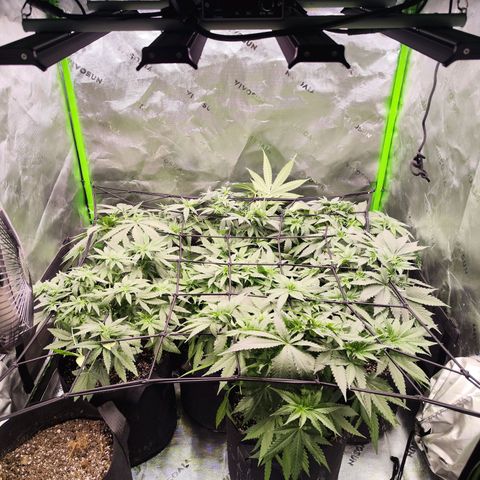 Black Domina growlog timeline photo