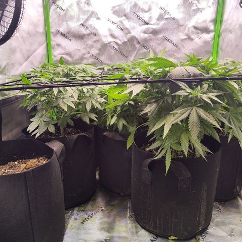 Black Domina growlog timeline photo