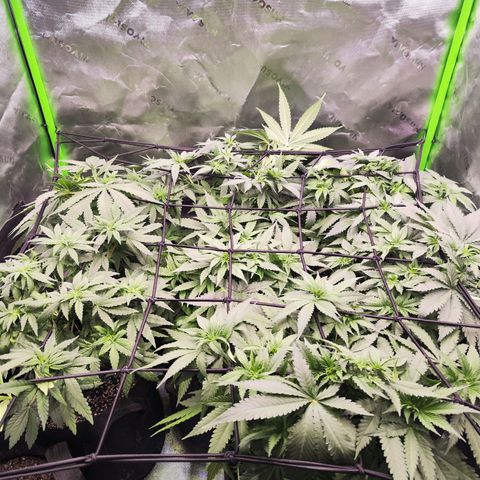 Black Domina growlog timeline photo