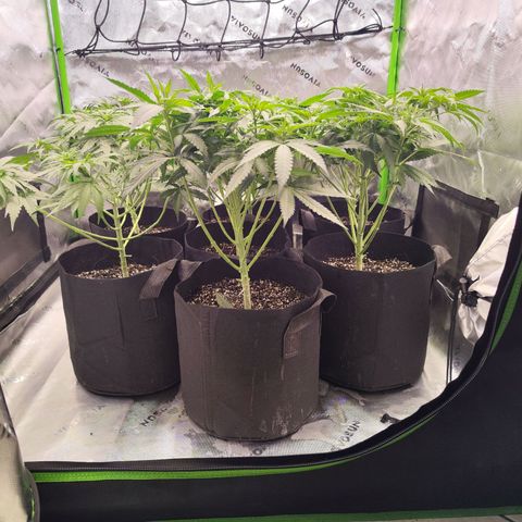 Black Domina growlog timeline photo