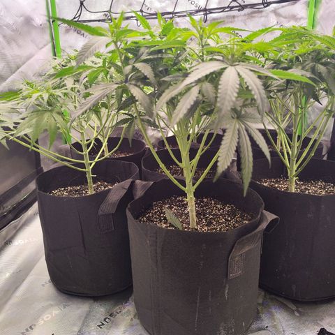 Black Domina growlog timeline photo