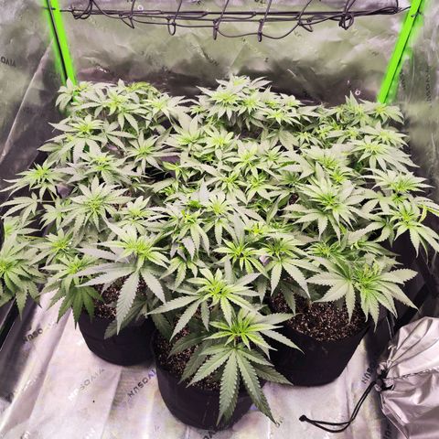 Black Domina growlog timeline photo