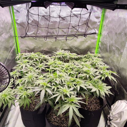 Black Domina growlog timeline photo