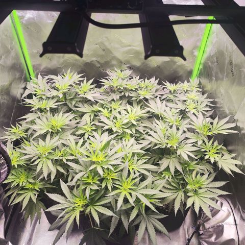 Black Domina growlog timeline photo
