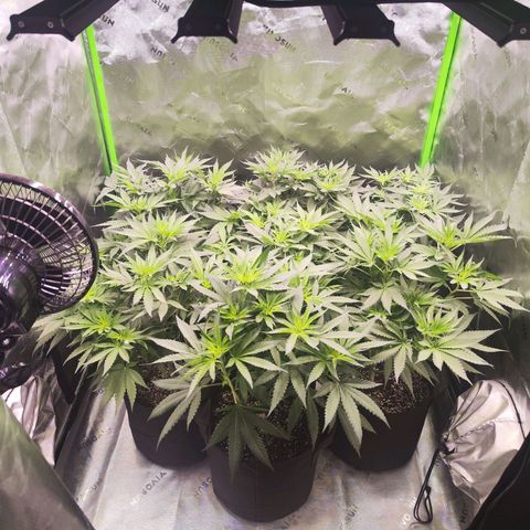 Black Domina growlog timeline photo