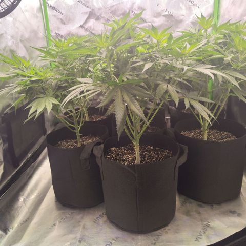 Black Domina growlog timeline photo