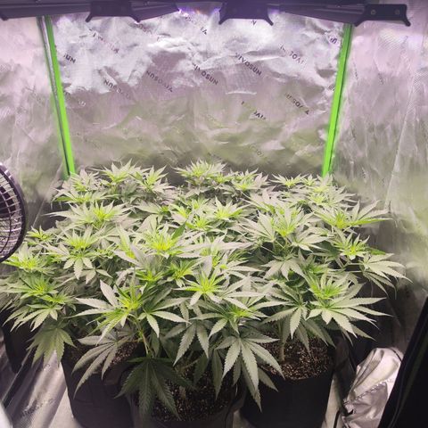 Black Domina growlog timeline photo