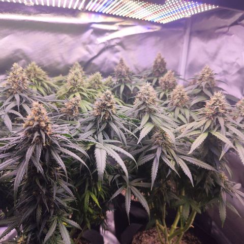 Super Skunk growlog timeline photo