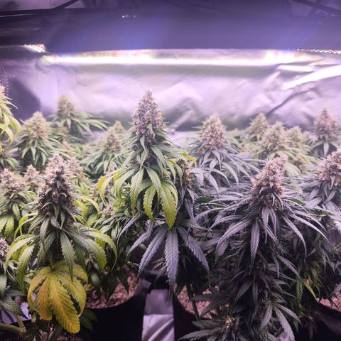 Super Skunk growlog timeline photo