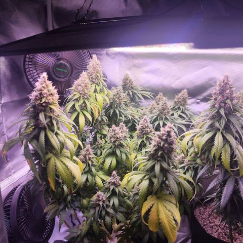 Super Skunk growlog timeline photo