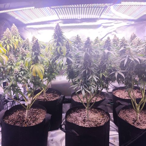 Gelato Kush growlog timeline photo
