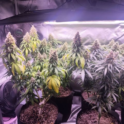 Gelato Kush growlog timeline photo