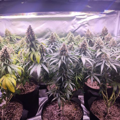 Gelato Kush growlog timeline photo
