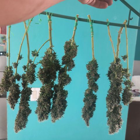 Gelato Kush growlog timeline photo