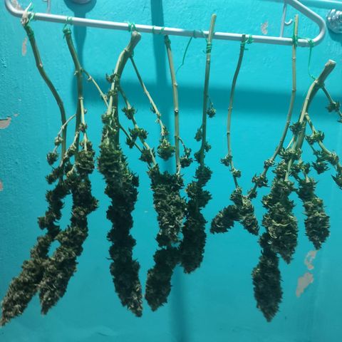 Gelato Kush growlog timeline photo
