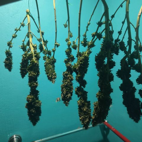 Gelato Kush growlog timeline photo