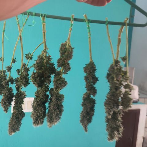 Gelato Kush growlog timeline photo