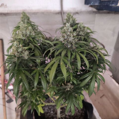Gelato Kush growlog timeline photo
